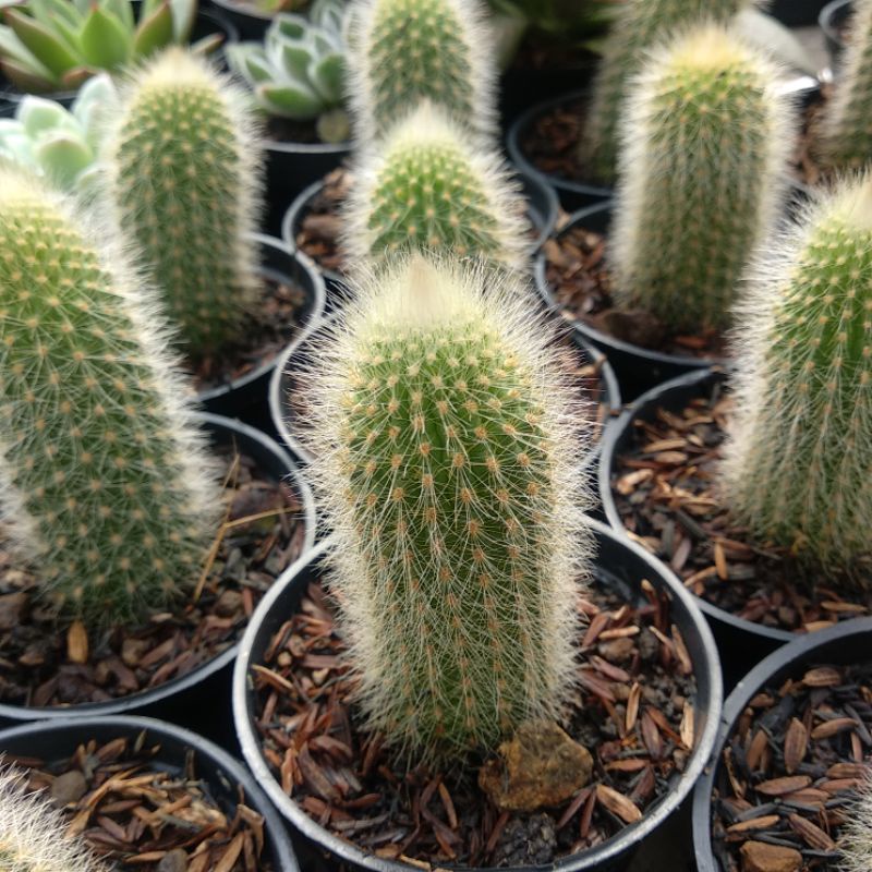 Cleistocactus Colademonosis | DP 10cm