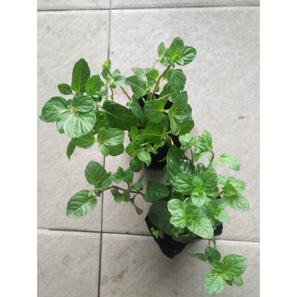 Bibit Daun Mint Berries & Cream