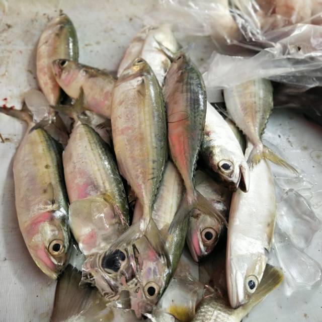 

Ikan kembung fresh no frozen