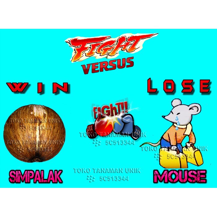 Pengusir Tikus Buah Simpalak Buah Bintaro Buah Nying Nying Shopee Indonesia