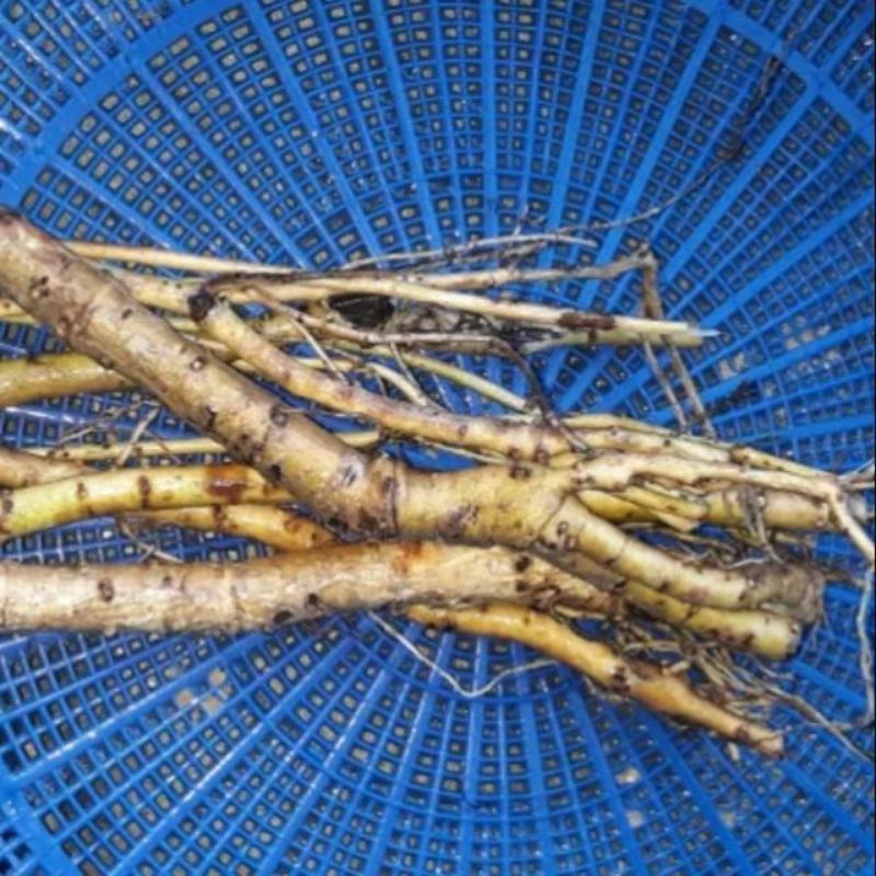 

[Fresh] JUAL AKAR WARU SEGAR