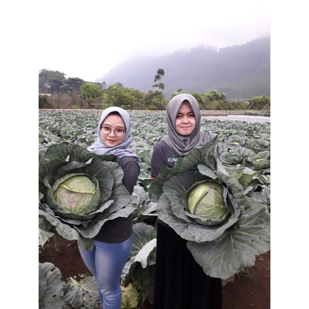 Oppashop_ Benih Cap Rusa - 3330 Benih Bibit Biji Kubis Chandini - 25 & 10 Gram Sahabat Rusa