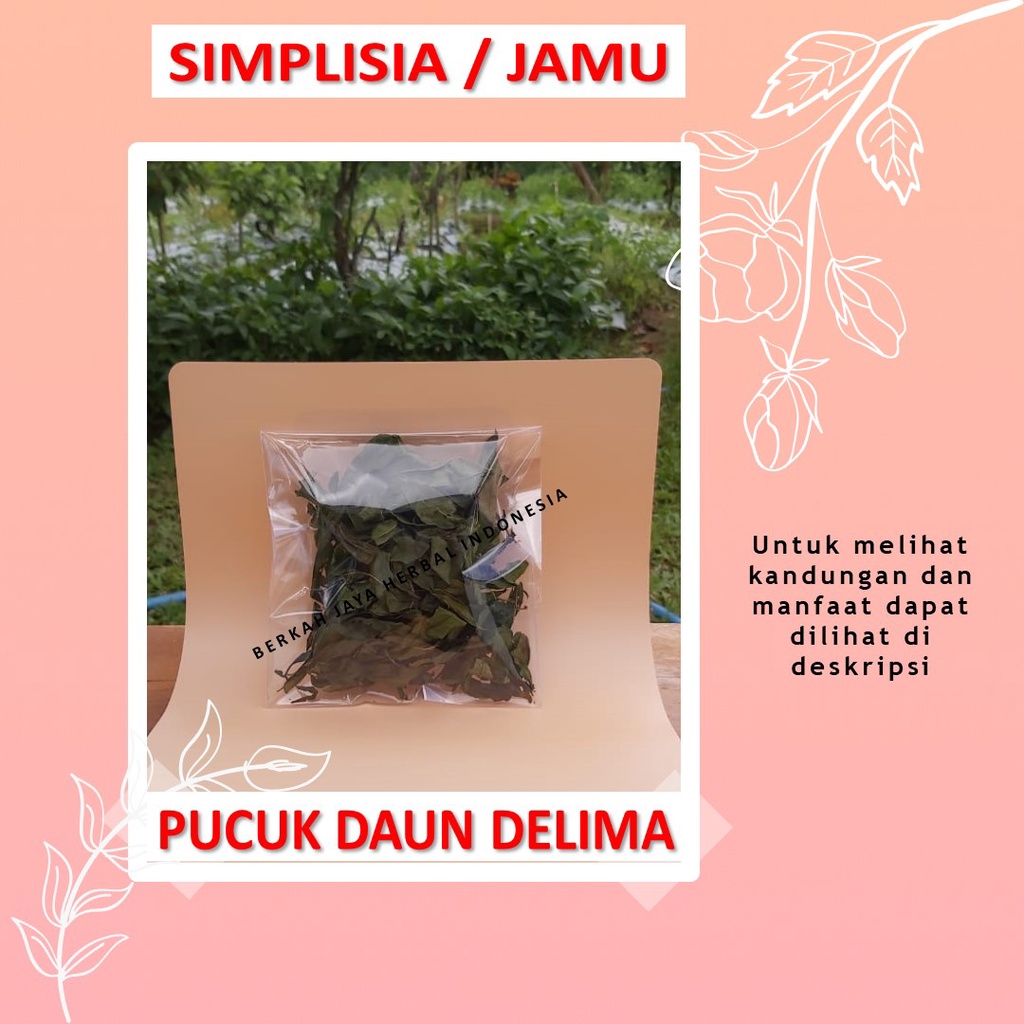 

Daun Benalu delima / bahan Jamu godog / godok / rebus / simplisia / antikanker