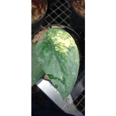 scindapsus jade satin varigata