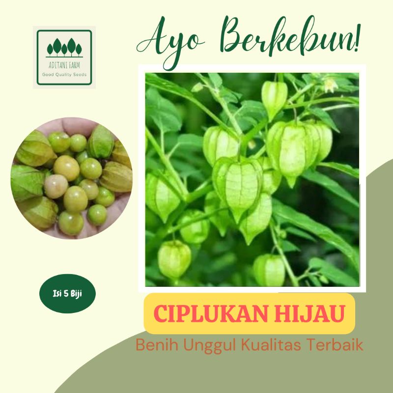 5 Biji | Benih Ciplukan Hijau | Benih Buah Ciplukan Repack