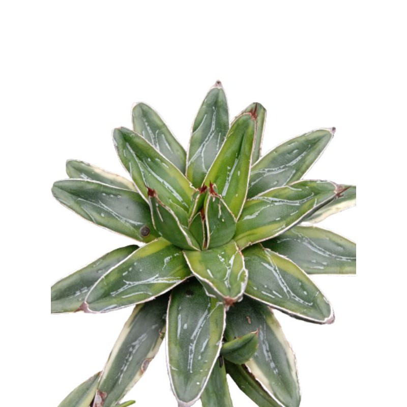 Kaktus Sekulen Sukulen Agave Himeson Varigata Kuning Mini Murah Hias