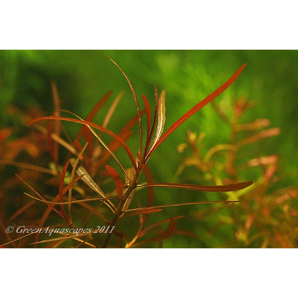 Hygrophila Araguaia ( Tanaman Aquascape )