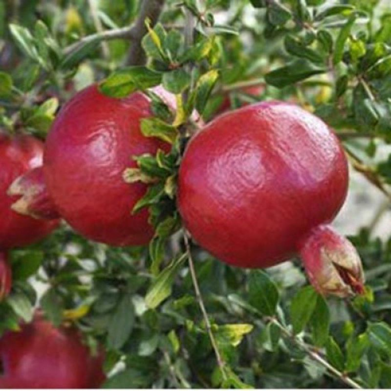 bibit tanaman buah delima merah /pohon delima merah