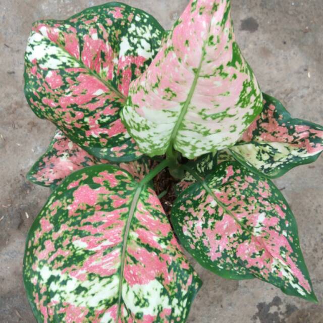 tanaman hias daun aglaonema dud tricolor