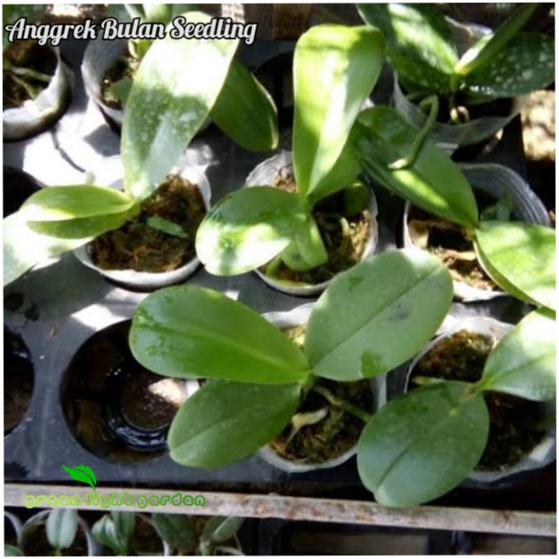 Paket 8 Bibit Anggrek Bulan Seedling
