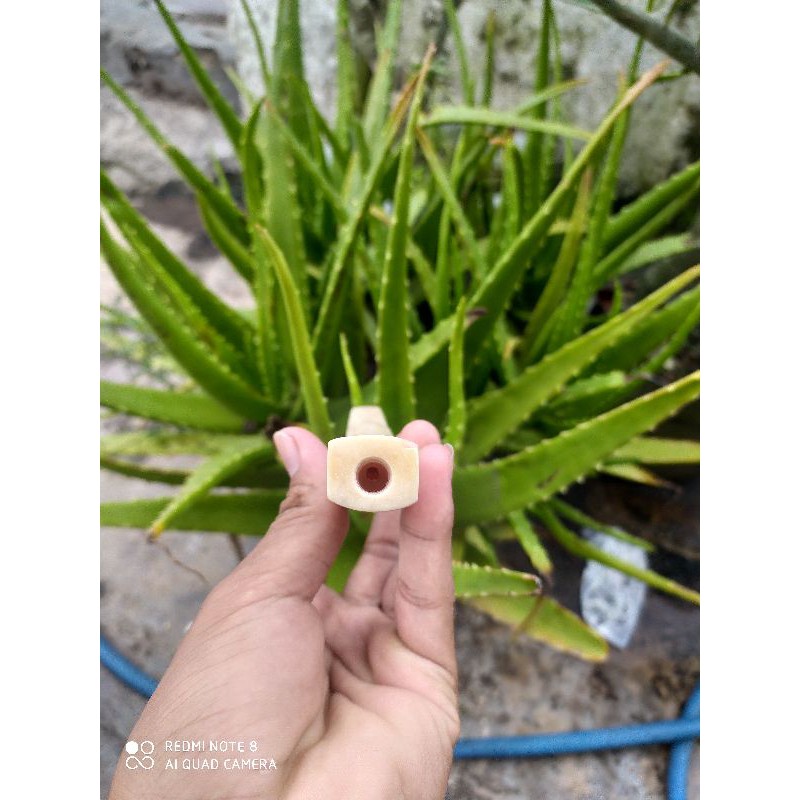 Once Pipa Iga Duyung Kotak asli