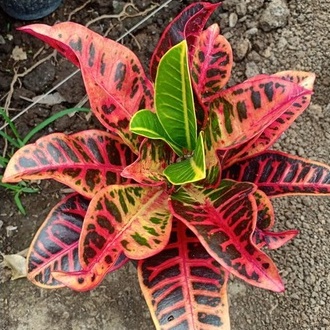 Tanaman Hias Puring Proton