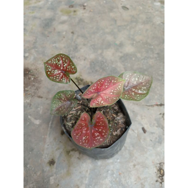 

Keladi Dark Choco