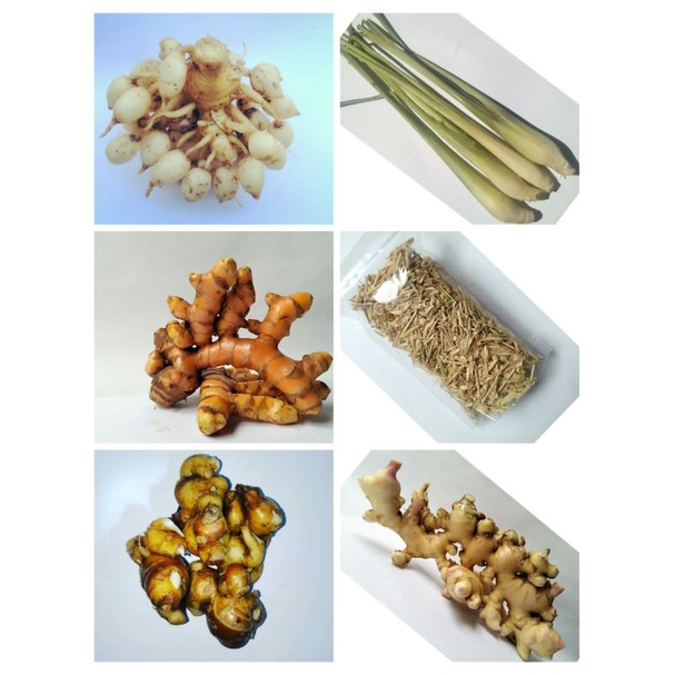 

PAKET USAHA JAHE SEGAR 5 KG