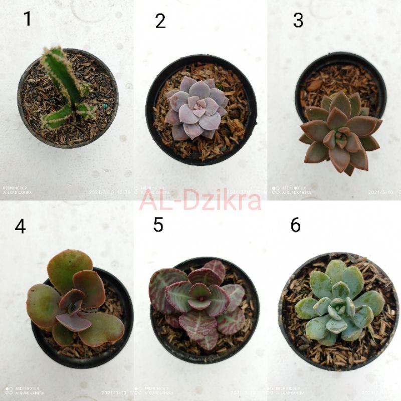 sukulen mini bisa pilih
