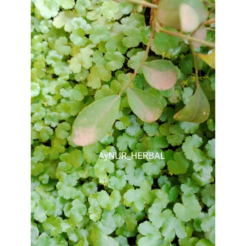 Daun semanggi Gunung (patikim) 500 gram