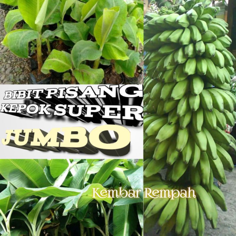 Bibit pisang kepok super jumbo