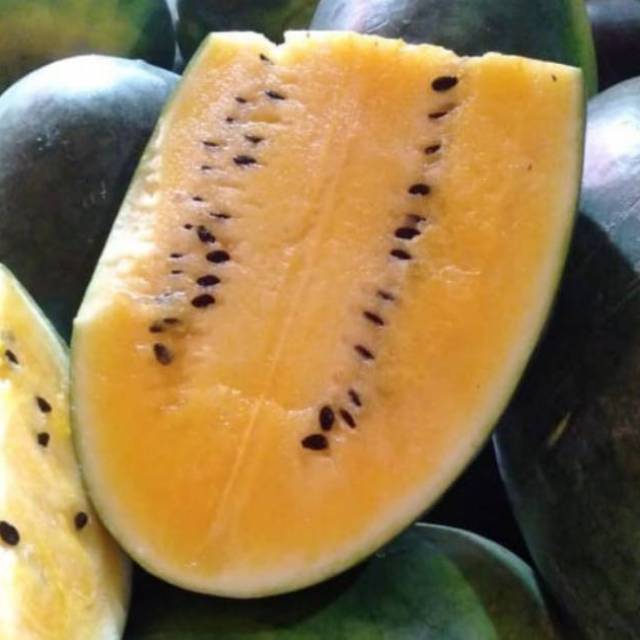 

SEMANGKA BABY YELLOW /BIJI 10000/kg