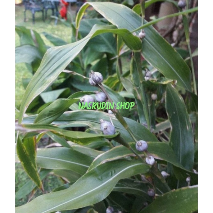 

[Fresh] BUAH HANJELI 60 BIJI BIJI BUAH HANJELI BISA UNTUK BIBIT DAN KERAJINAN BUAH JALI JALI