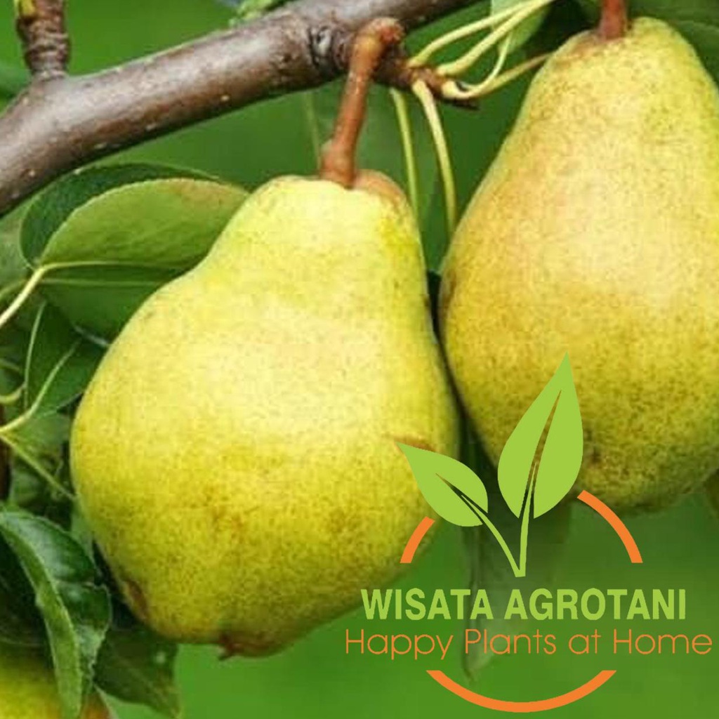 Jual VIRAL Bibit Tanaman Pir Dataran rendah Pohon Buah Pear Nashi Tanaman Buah Pear Holland