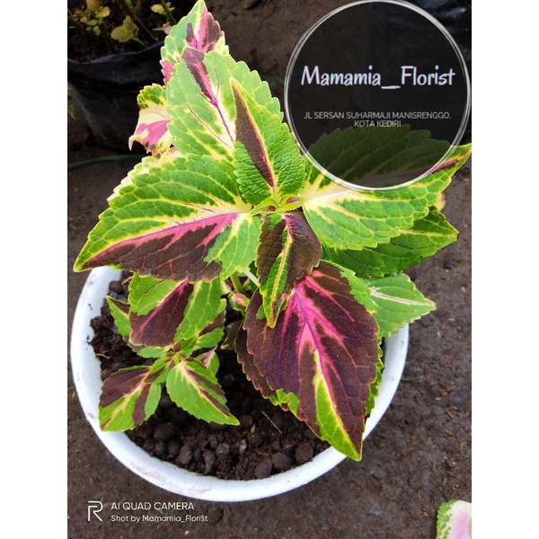 Tanaman Hias Miana ID Sultan Borneo Ready Berakar atau Stek Batang