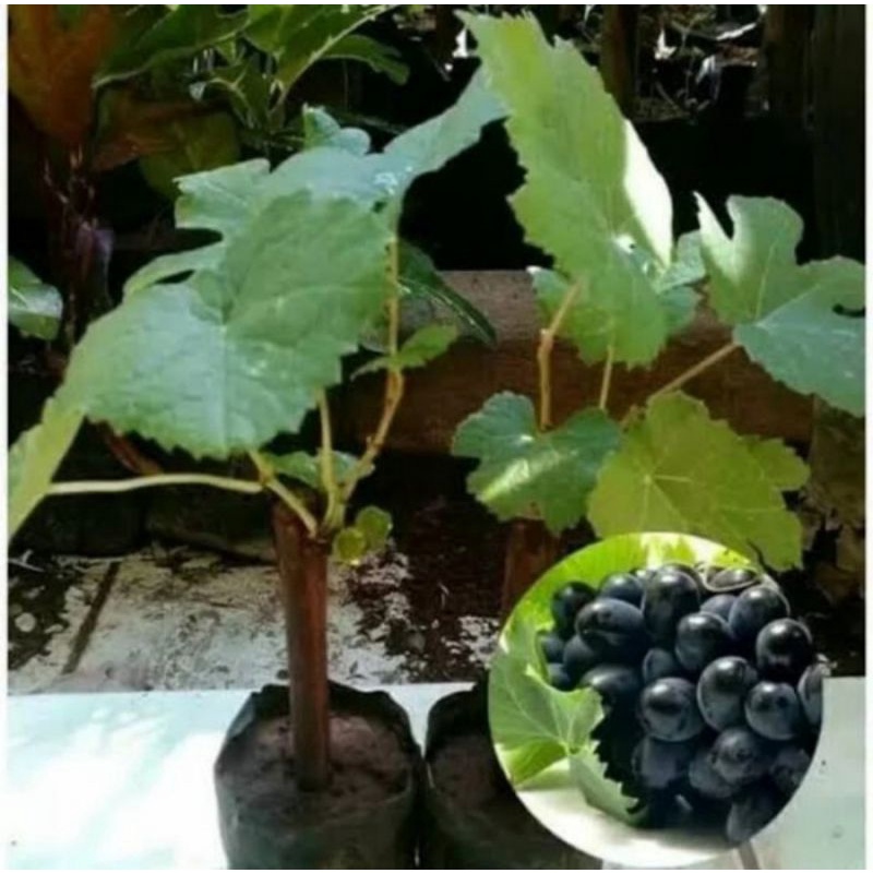 Bibit pohon anggur hitam/Tanaman buah anggur hitam