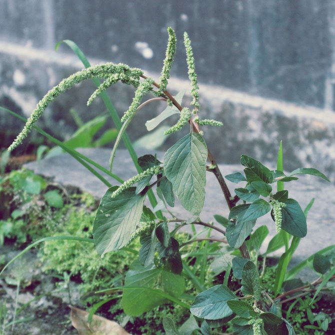 Bayam Duri/ Bayam Raja