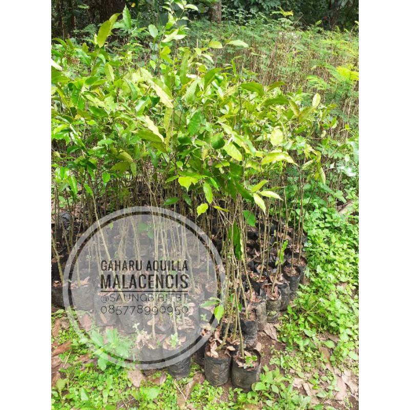 Bibit Pohon Tanaman Gaharu Aquilla Malacencis - Tanaman Gaharu SUPER POHON GAHRU - Tanaman Pohon Sur