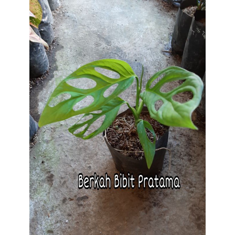 Bunga Monstera janda bolong | Janda bolong