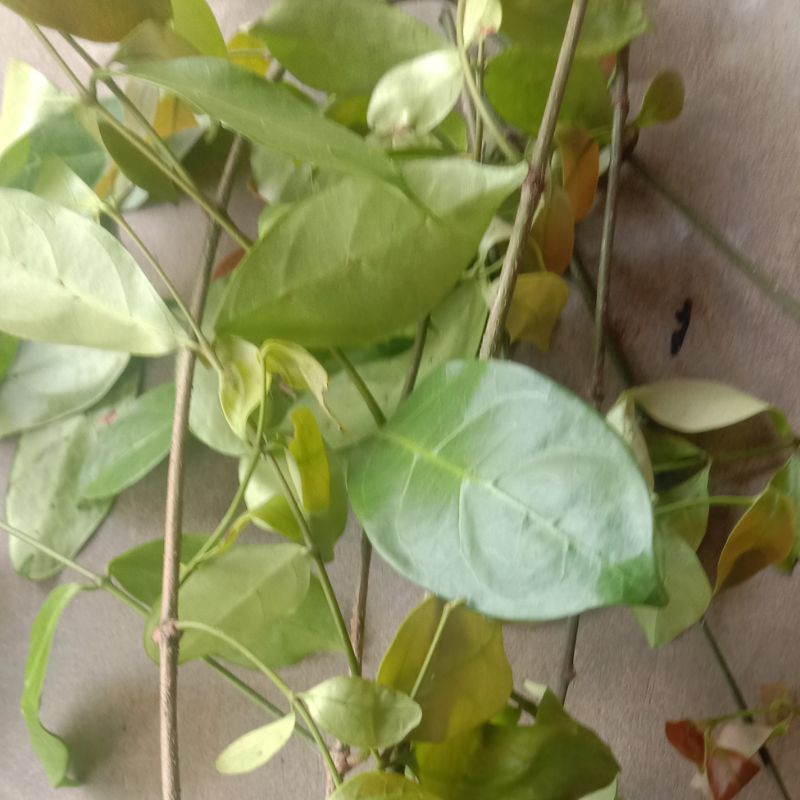 

Daun cukangkang segar per 250 gram-az