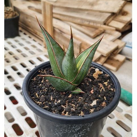 Sanseviera pinguicula varigata 12cm