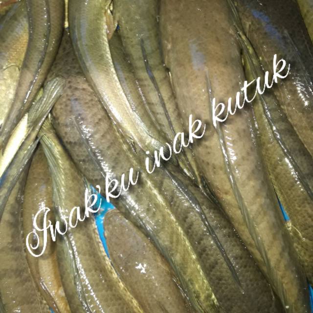 

Ikan gabus