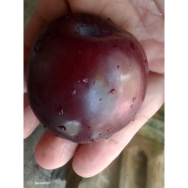 Bibit Plum Australia - Plum Aussie