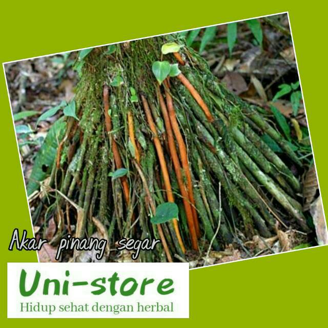 

AKAR PINANG SEGAR 100 GRAM AKAR PINANG SEGAR 100 GRAM