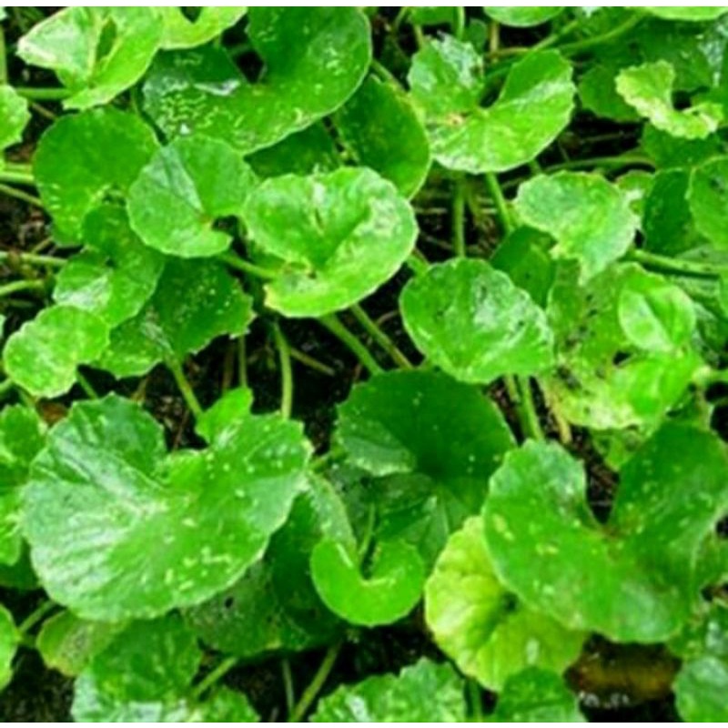 

pegagan / antanan fresh tanpa akar 1kg