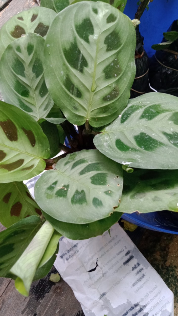 Tanaman Hias Calathea Levonero Rimbun Murah