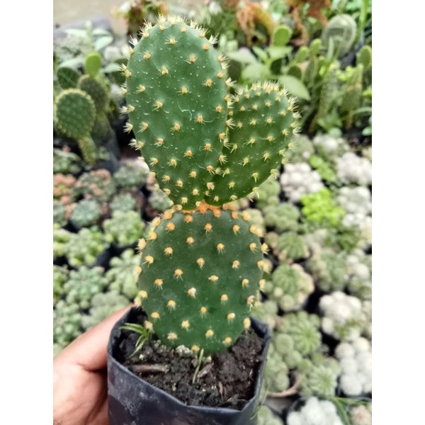kaktus Pasaman/kaktus murah/kaktus ownroot/mikimous besar