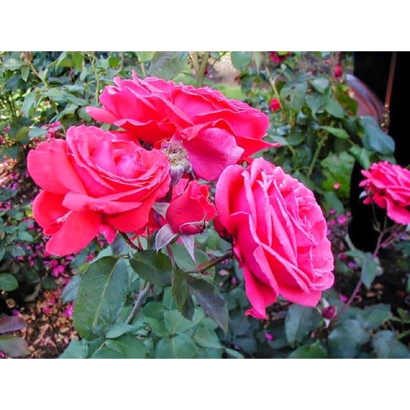 BIBIT BUNGA MAWAR CANTIK/bunga mawar/bunga mawar termurah