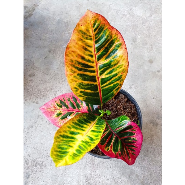 bibit tanaman hias bunga puring black moonlight / BML