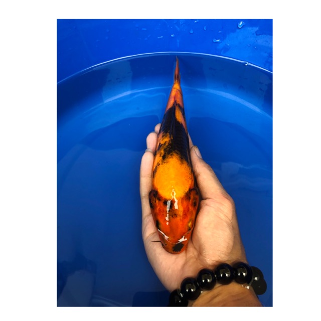Koi Blitar Utsuri 23cm