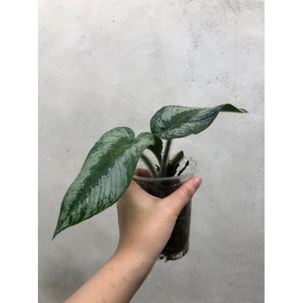 Schismatoglottis Berbulu