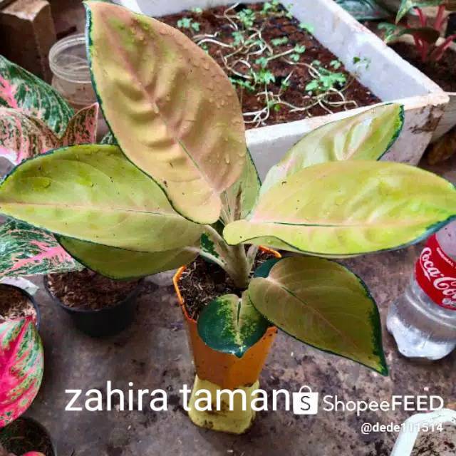 Aglonema sultan brunai - bibit aglonema - tanaman hias aglonema sultan brunai
