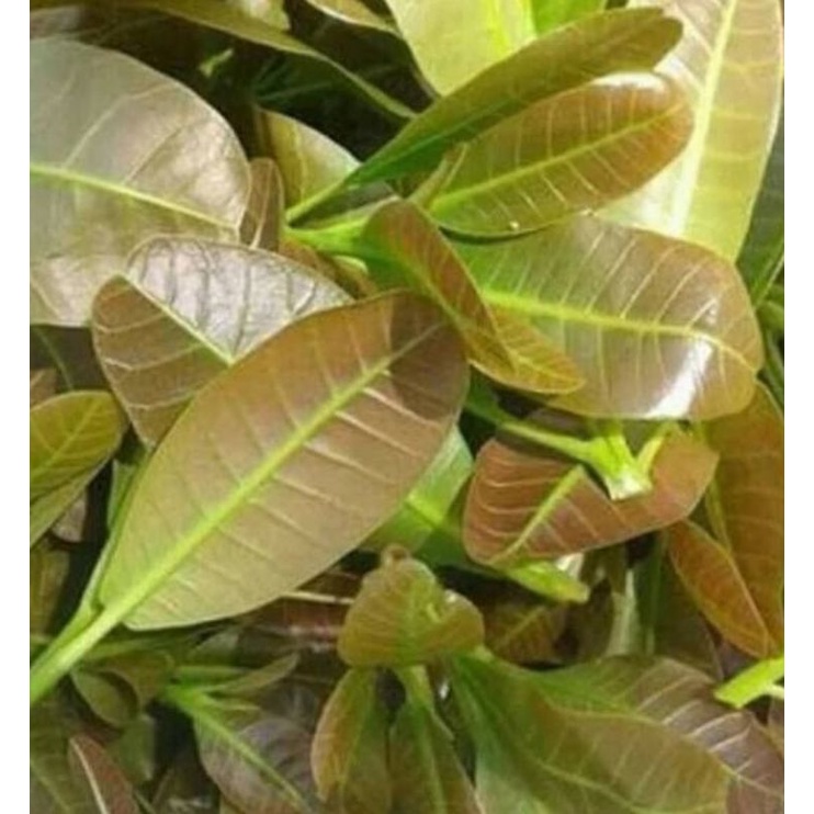 

Daun Mete Segar 500 gram Buat Lalapan