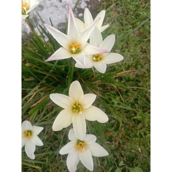 tulip bibit umbi per 3