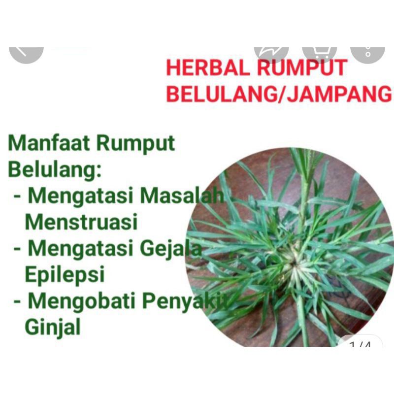 

Rumput Belulang Jampang Segar 100 Gram