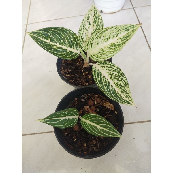 Aglonema Legacy White Anakan 2 daun