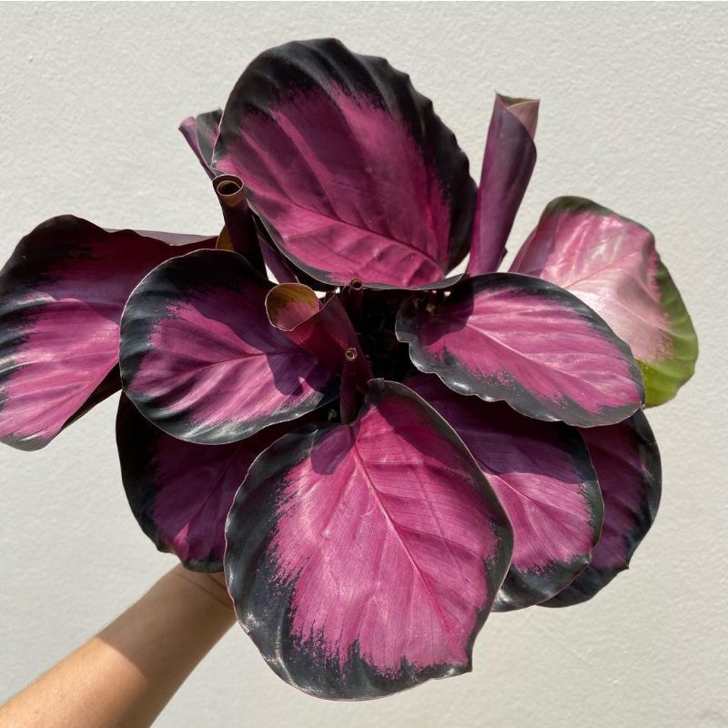 Calathea Crimson anakan murmer