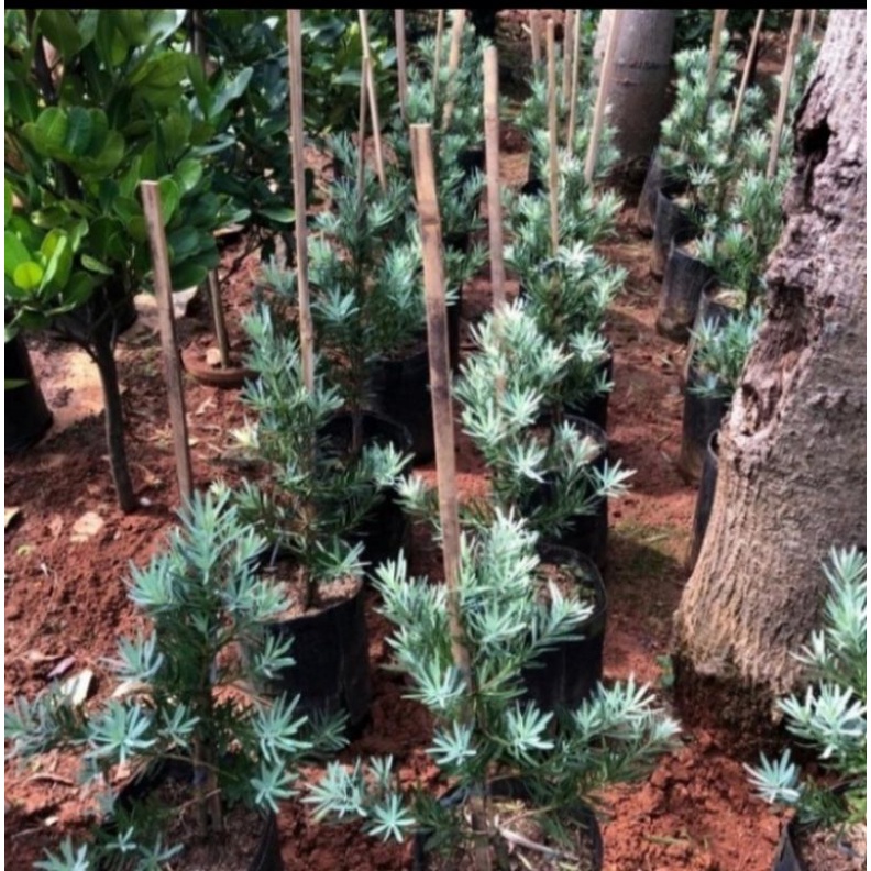 pohon lohansung cincuan blue ice tanaman hias lohansung blue ice