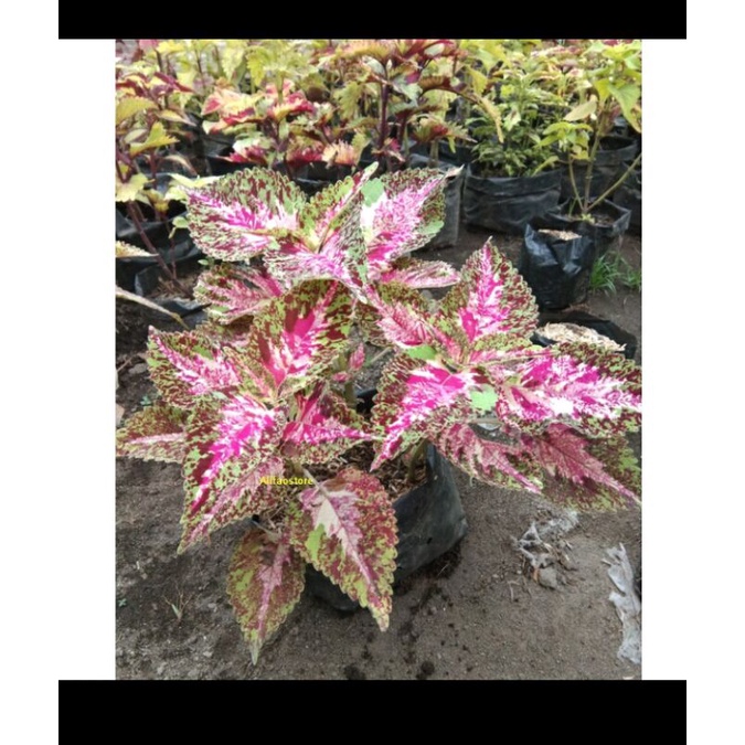 bunga miana batik betawi berakar