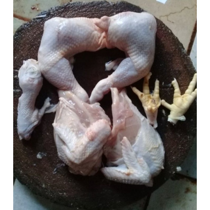 

ayam boiler potong 4